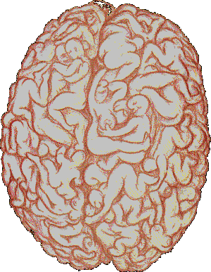 gehirn-animiert_300_387.gif