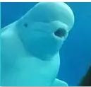 beluga.jpg
